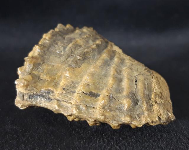 Scaphotrigonia navis (LAMARCK 1819) - Bild &copy; FossNet FossilienStore